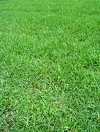 lawn_4